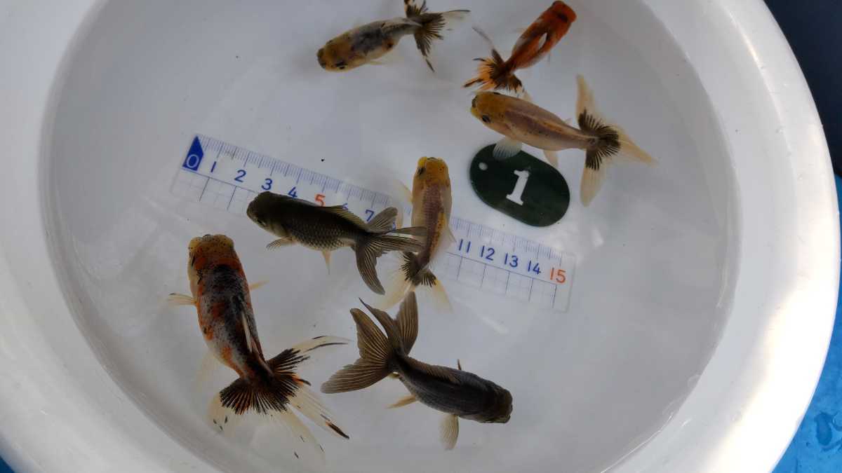 No.1、スズキアズマ錦、７匹_6