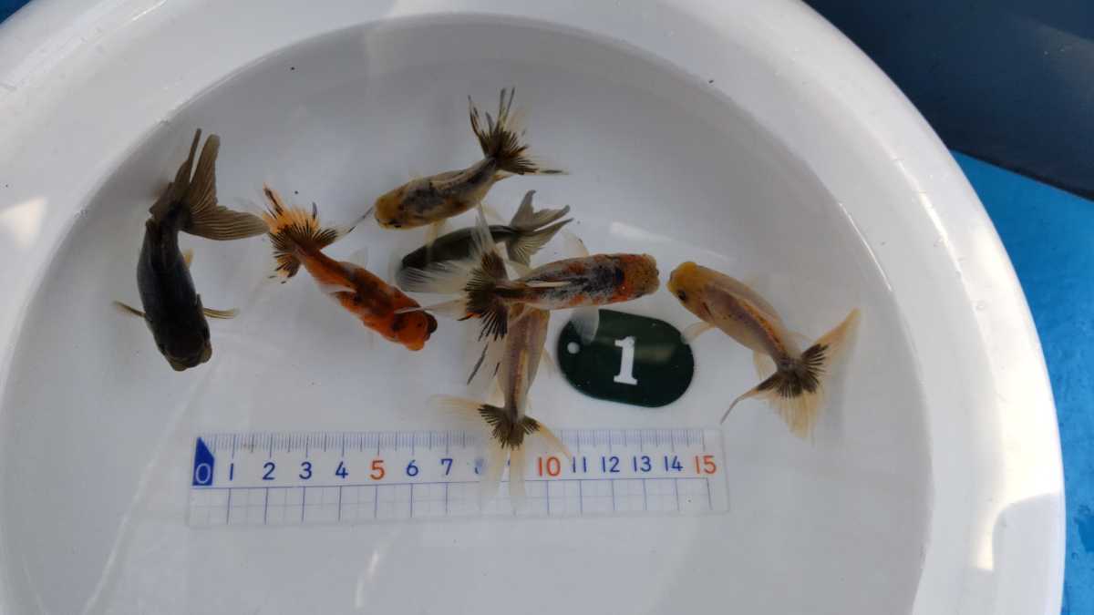 No.1、スズキアズマ錦、７匹_7