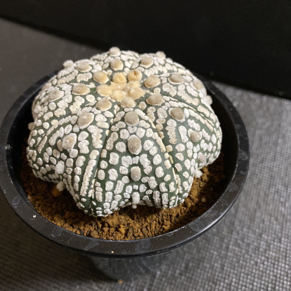 ヒトデ型 スーパー兜 実生 自根 アストロフィツム サボテン 多肉植物