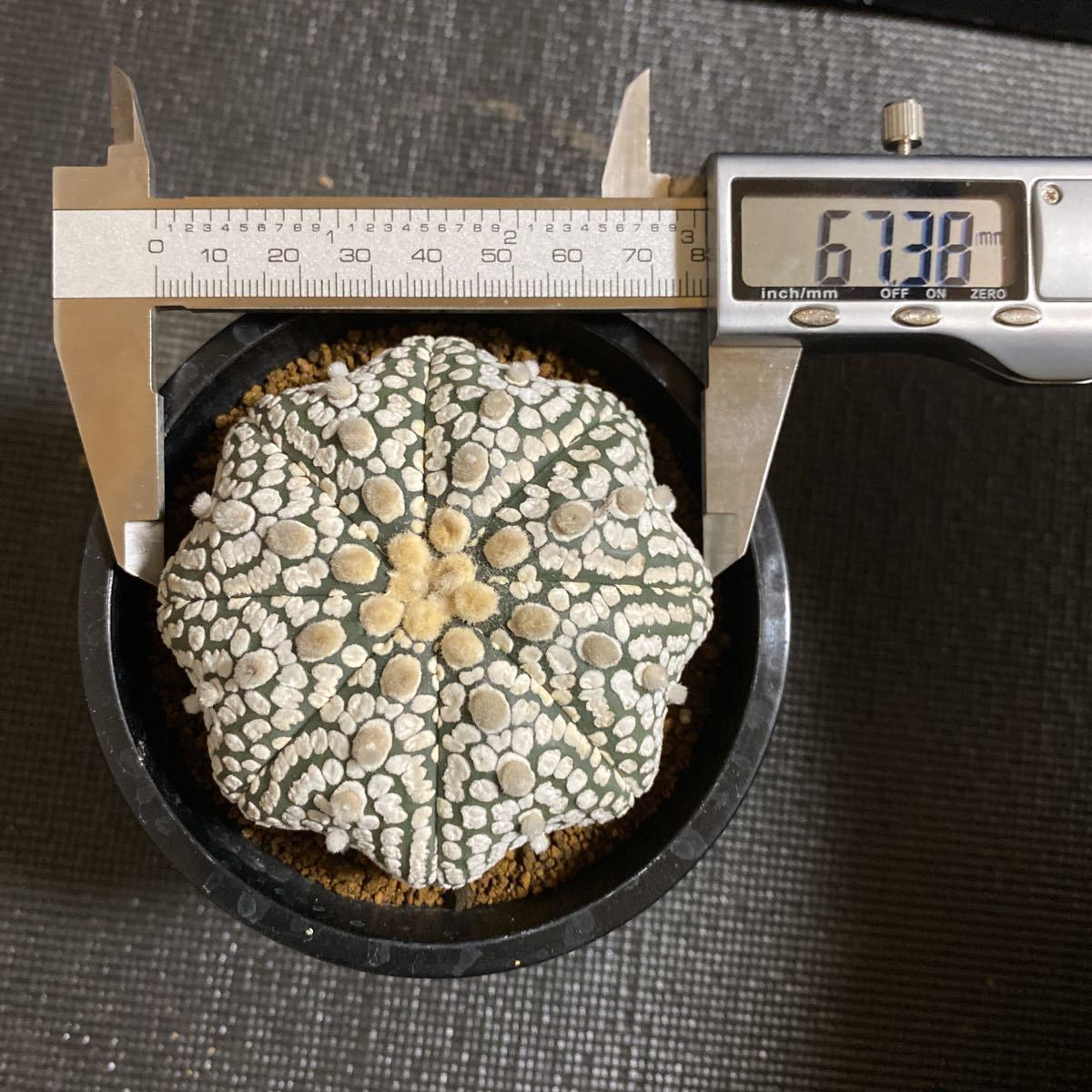 ヒトデ型 スーパー兜 実生 自根 アストロフィツム サボテン 多肉植物