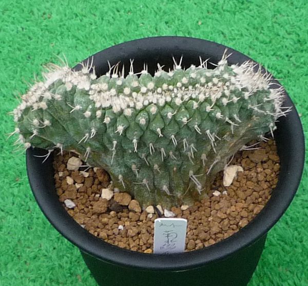 サボテン、多肉植物 菊水綴化-7 - Yahoo!オークション - 「菊水 綴化