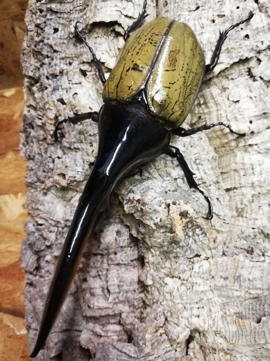 【オフ】150mm DH・ヘラクレス オオカブト　♂　オス　単品 未後食