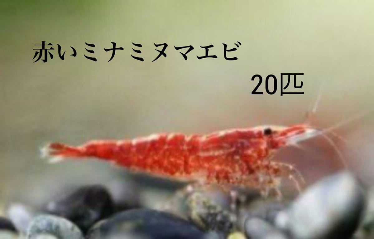 赤いミナミヌマエビ 匹 ミナミヌマエビ チェリーシュリンプ スシタツ メダカ 金魚 熱帯魚 水草 アナカリス ヌマエビ 売買されたオークション情報 Yahooの商品情報をアーカイブ公開 オークファン Aucfan Com 赤いミナミヌマエビ 匹 ミナミヌマエビ チェリーシュリンプ スシタツ メダカ 金魚 熱帯魚 水草 アナカリス ヌマエビ 売買されたオークション情報 Yahooの商品情報をアーカイブ公開 オークファン Aucfan Com