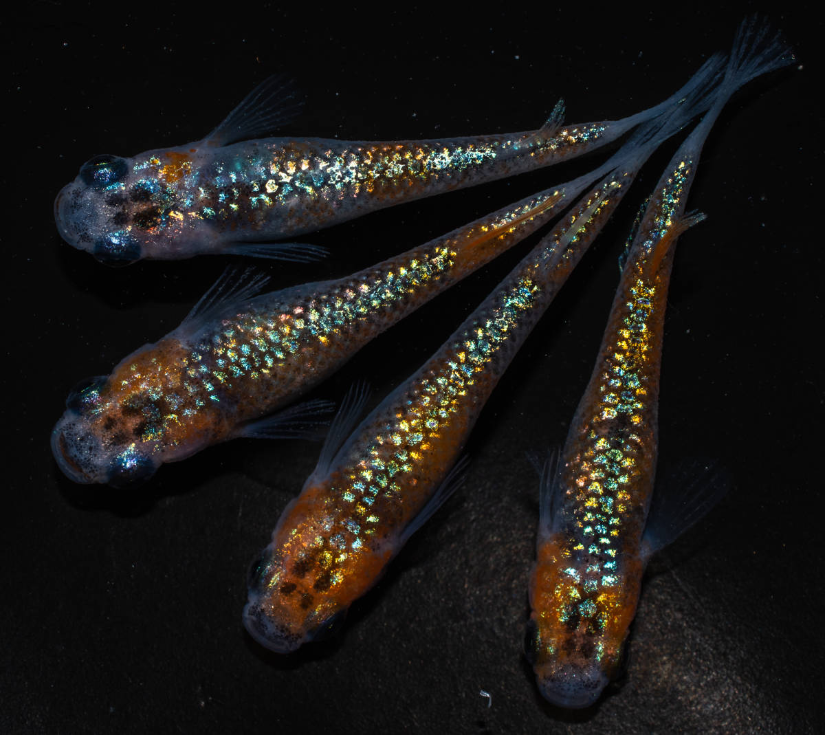 ◆つつじめだか◆　ユリシス　上物　若魚　２ペア　Y３