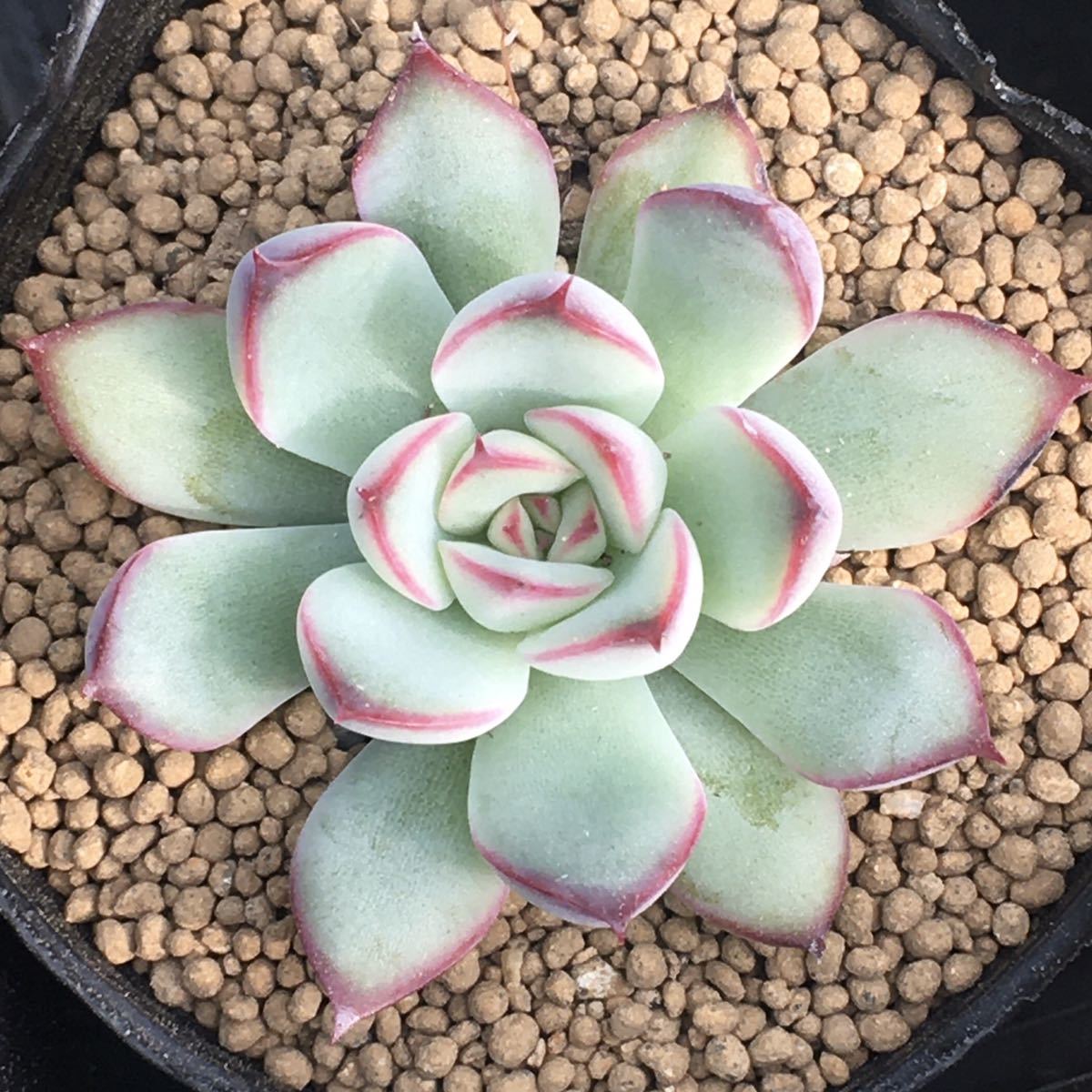 花うらら エケベリア 多肉植物 抜き苗 サボテン 売買されたオークション情報 Yahooの商品情報をアーカイブ公開 オークファン Aucfan Com