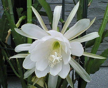 クジャクサボテン 白の花が咲きます サボテン 売買されたオークション情報 Yahooの商品情報をアーカイブ公開 オークファン Aucfan Com