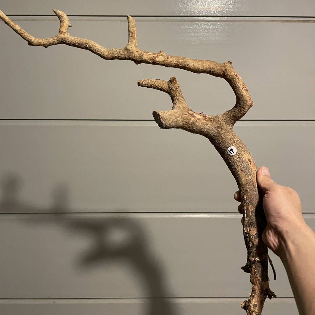 Commiphora コミフォラ ドレイクブロックマニー 「ドレイクブロック 