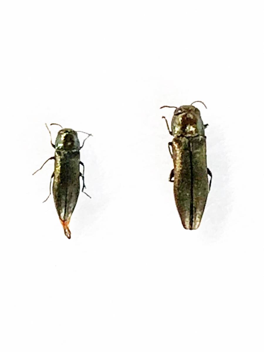 日本の甲虫標本】北海道産 激レア！ ニガキナガタマムシ♂♀ペア 【約5