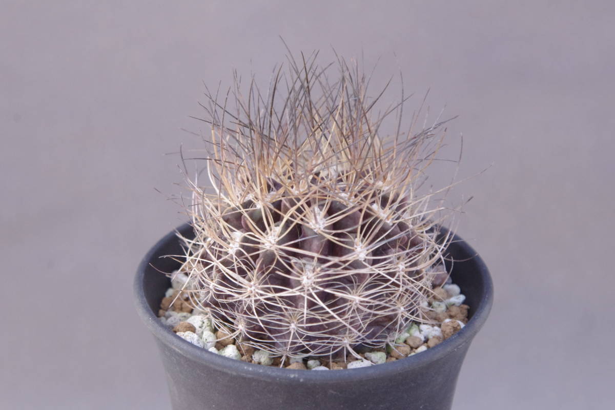 ネオタレンブル