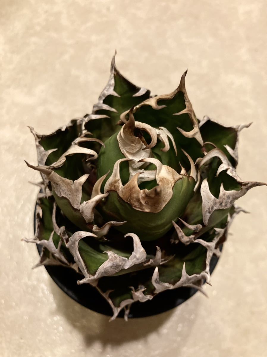 アガベ オテロイ チタノタ 種子 Agave 5月入荷 1000粒 SEEDSTOCK 500粒