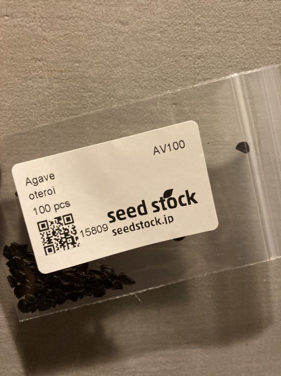 アガベ オテロイ チタノタ 種子 Agave 5月入荷 1000粒 SEEDSTOCK 500粒