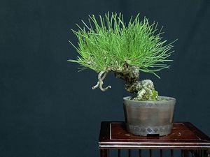 美芸 鉢のYahoo!オークション(旧ヤフオク!)の相場・価格を見る｜Yahoo