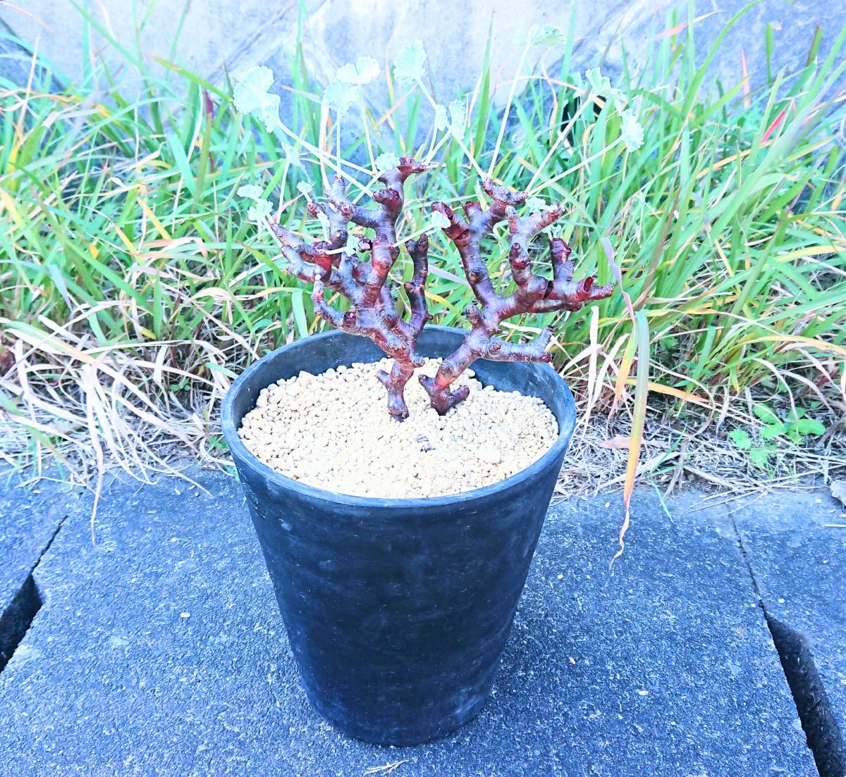 Pelargonium mirabile ミラビレ ペラルゴニウム 検 現品限り 