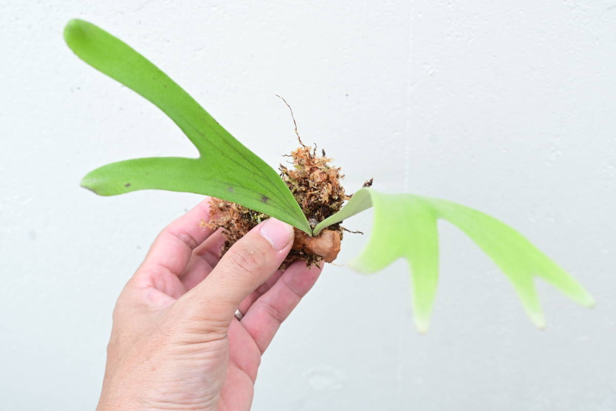 P.alcicorne var.Madagascar②　 @bikamori.com ビカクシダ
