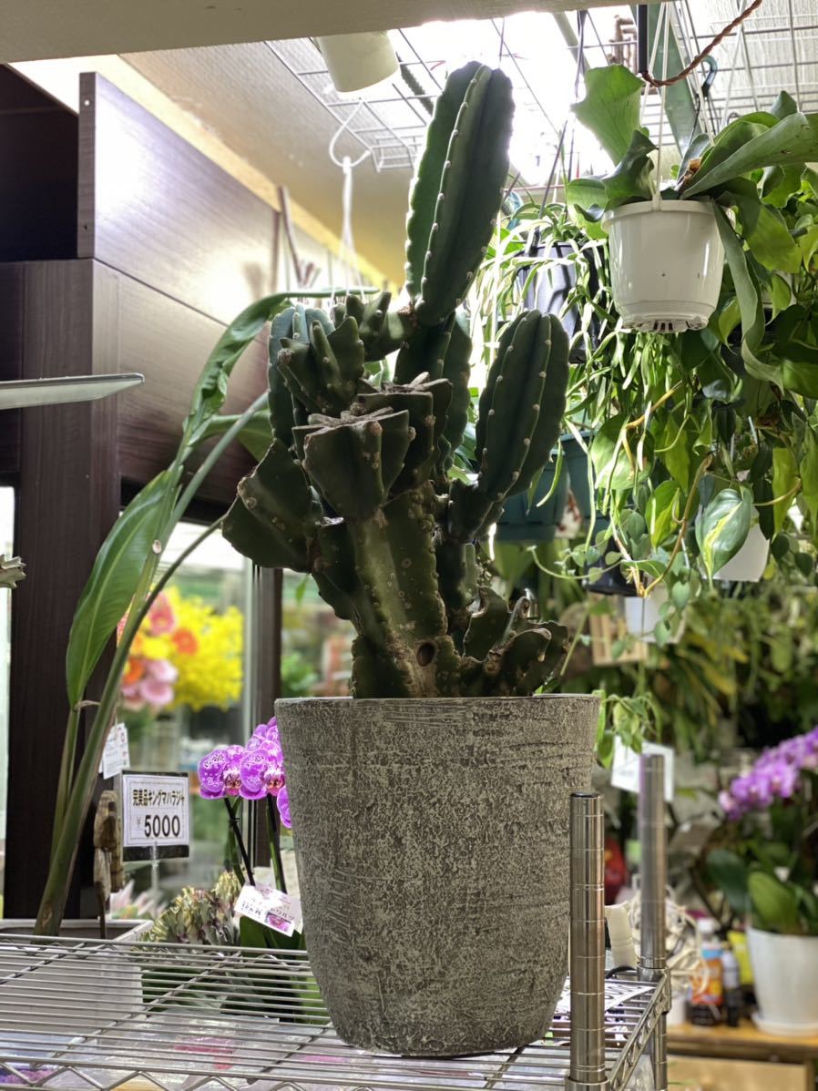 在庫ラスト 現品 サボテン 多肉植物 柱サボテン 百貨店 柱サボテン