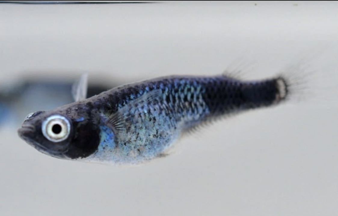 若魚出品 極上 黒百式梵天顔黒サイドブルーボタン眼 若魚8匹 めだか屋 お初 墨武 黒衣 ビロード A めだか 売買されたオークション情報 Yahooの商品情報をアーカイブ公開 オークファン Aucfan Com