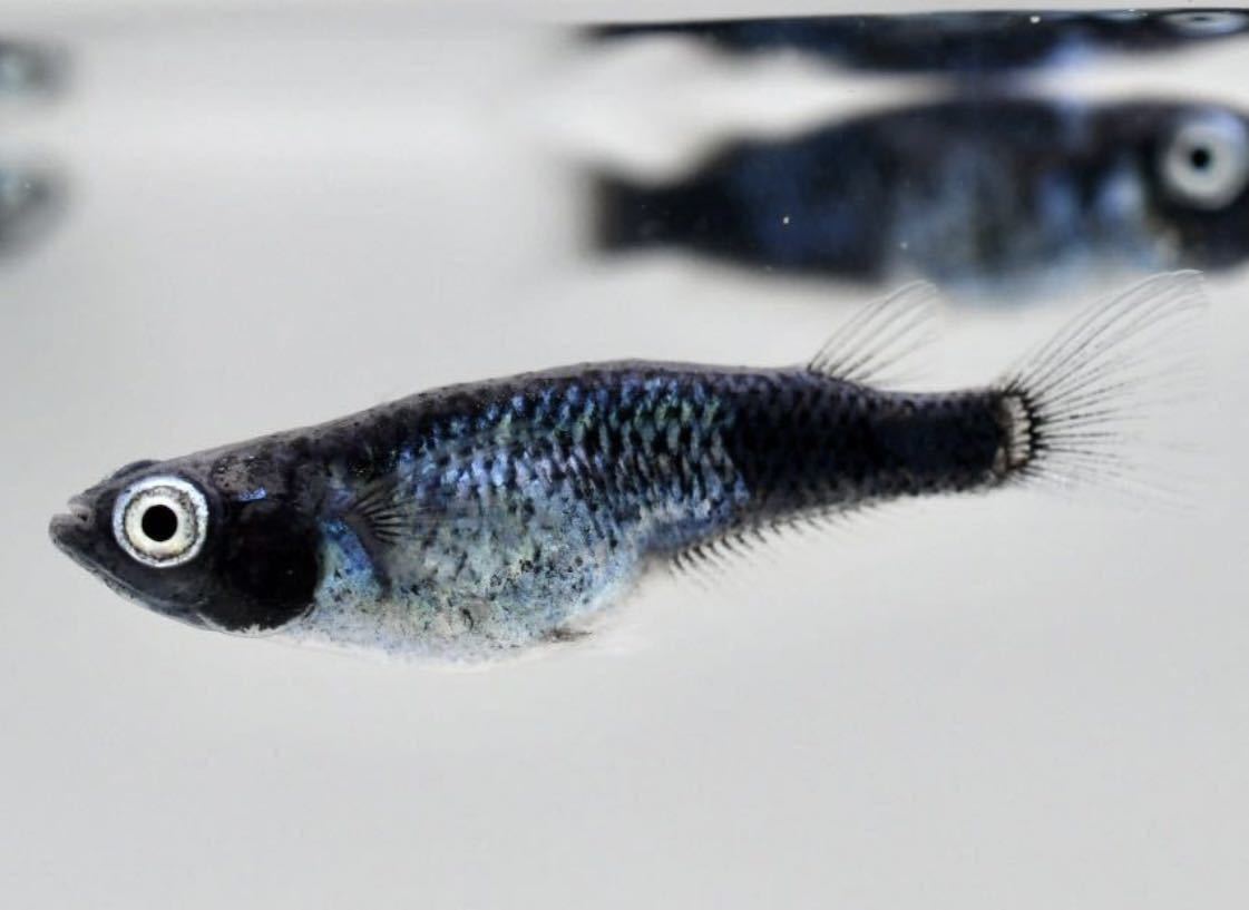 若魚出品 極上 黒百式梵天顔黒サイドブルーボタン眼 若魚8匹 めだか屋 お初 墨武 黒衣 ビロード A めだか 売買されたオークション情報 Yahooの商品情報をアーカイブ公開 オークファン Aucfan Com
