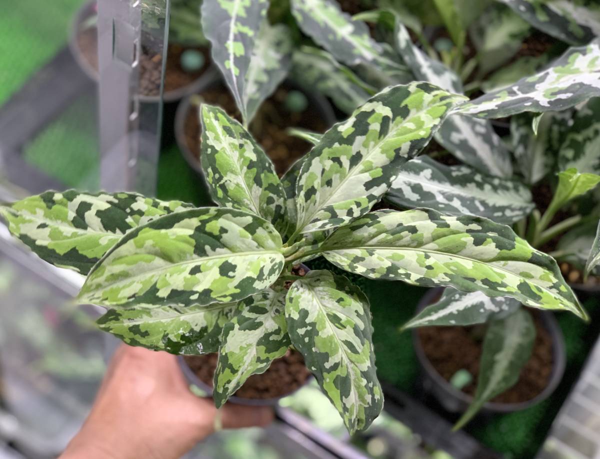 AZ便アグラオネマピクタム ラプラス Aglaonema pictum”Laplace”UC 