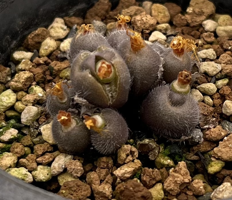 コノフィツム　Conophytum stephanii ssp.helmutii MG1452.76 Eenriet ①