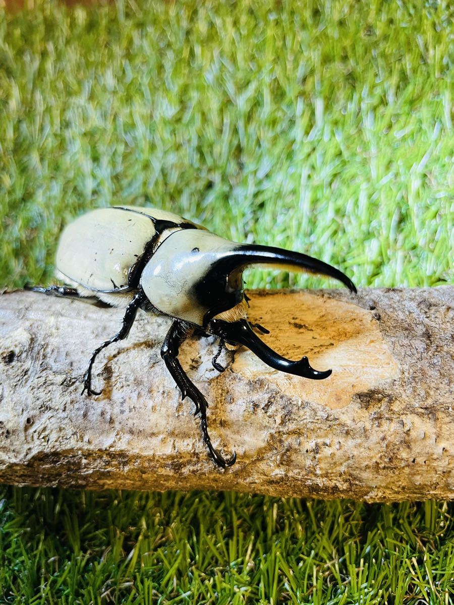 グラント シロカブト 5 Sucasa Com Ve