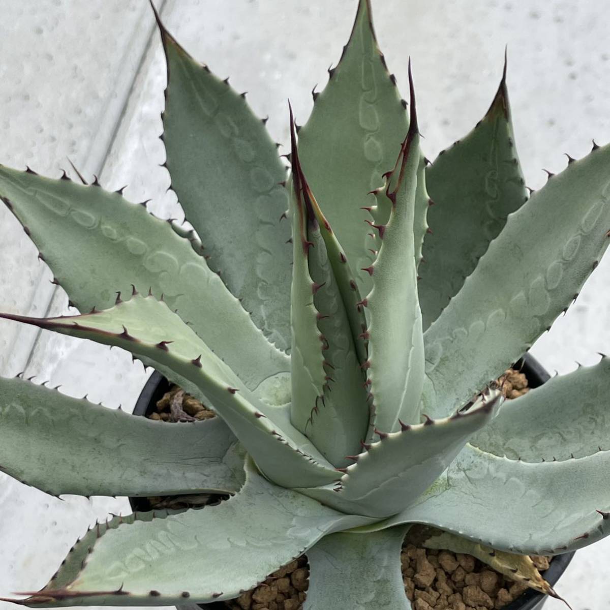 アガベ パリー チワワ Agave parryi chihuahua ② 【公式通販】