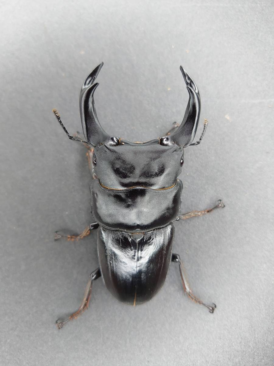 絶煩Tajinyo】 能勢YG 新成虫ペア ♂81.8mm，♀52.0mm オオクワガタ