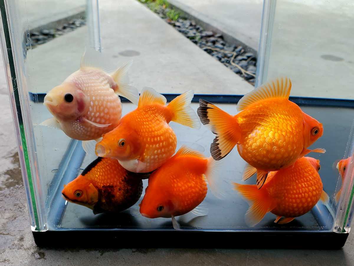 国産 ピンポンパール 6匹セット 当歳 約8 0cm 上質 金魚 観賞魚 まん丸 可愛い 飼育 カラフル 各色セット 金魚 売買されたオークション情報 Yahooの商品情報をアーカイブ公開 オークファン Aucfan Com