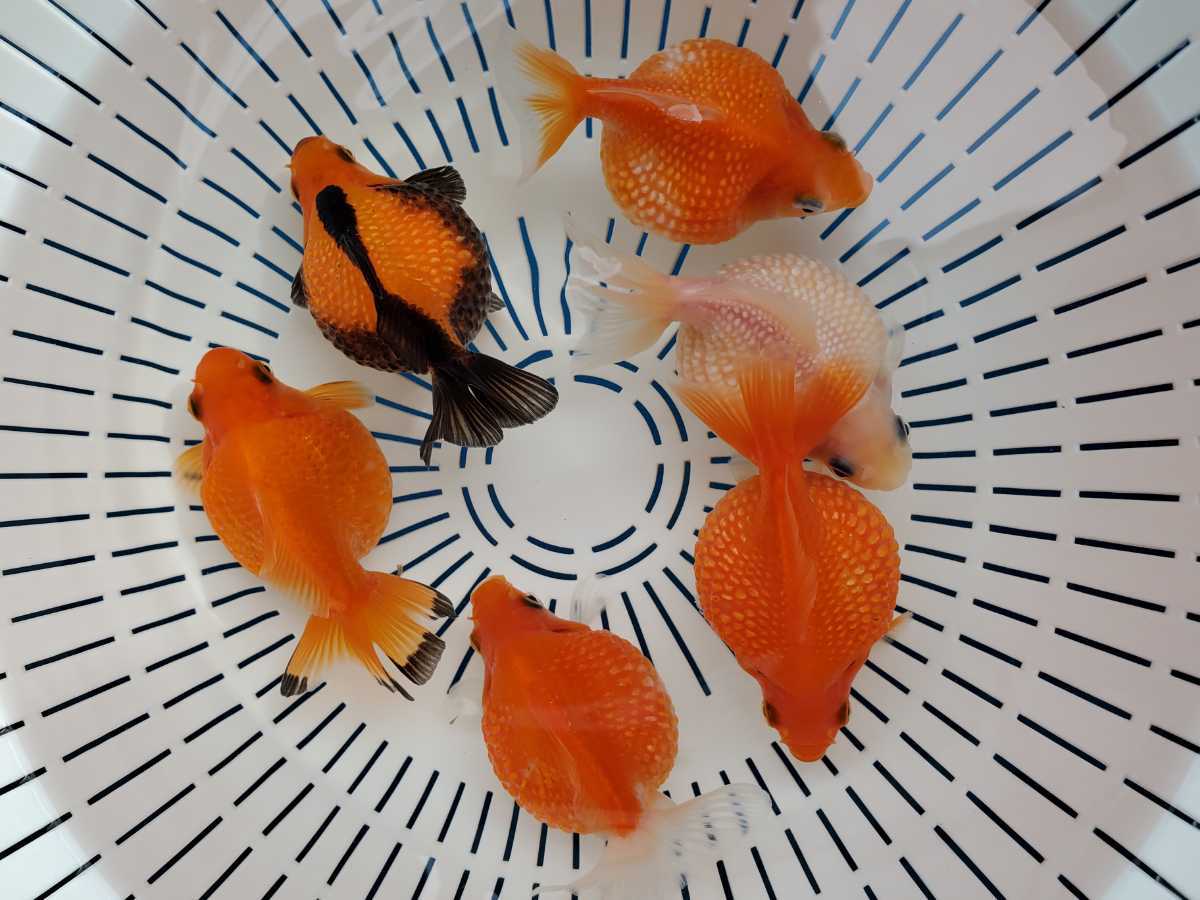 国産 ピンポンパール 6匹セット 当歳 約8 0cm 上質 金魚 観賞魚 まん丸 可愛い 飼育 カラフル 各色セット 金魚 売買されたオークション情報 Yahooの商品情報をアーカイブ公開 オークファン Aucfan Com