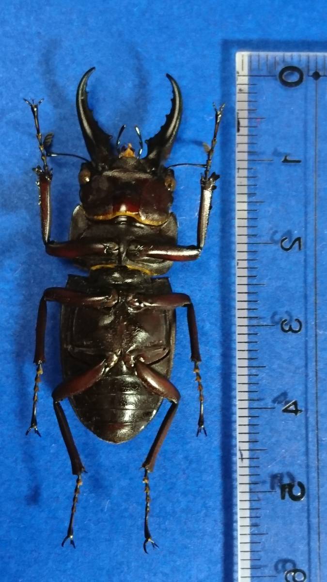 標本「イヘヤノコギリクワガタ」WD♂ 約43mm 沖縄県 伊平屋島産 2019年 標本「イヘヤノコギリクワガタ」WD♂ 約43mm 沖縄県 伊平屋島産 2019年