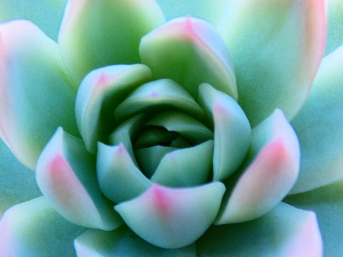 カリビアンブルー◇成熟株◇ Caribbean Blue（Lola×Raspberry Ice 