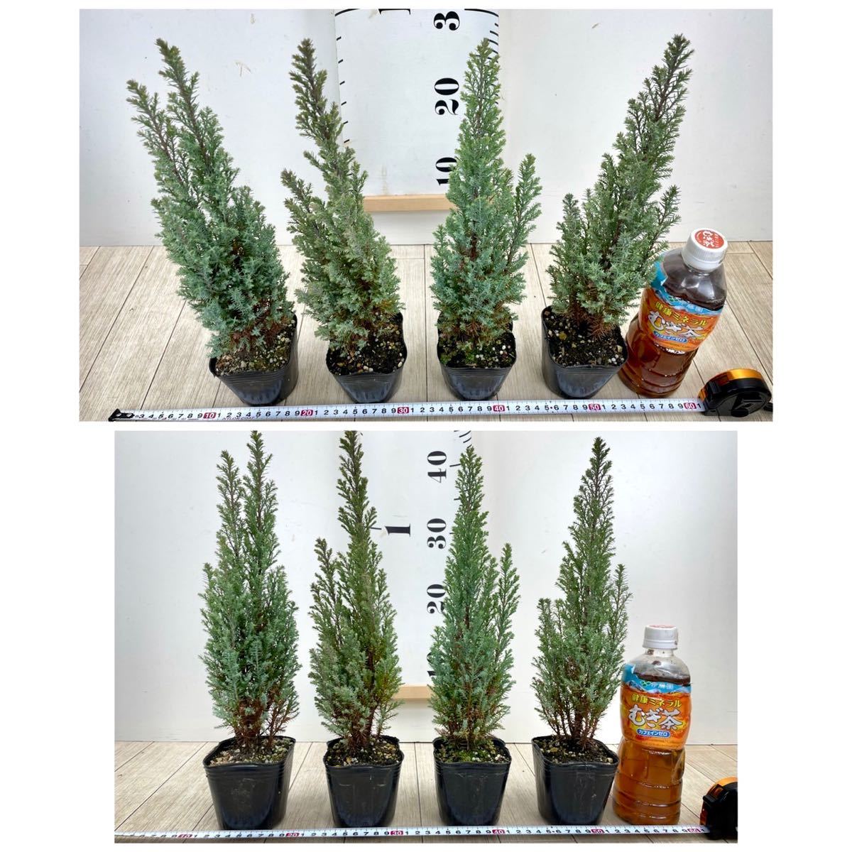 コニファー ローソンヒノキ シルバースター 24鉢セット 3号 現品販売 植木 庭木 売買されたオークション情報 Yahooの商品情報をアーカイブ公開 オークファン Aucfan Com