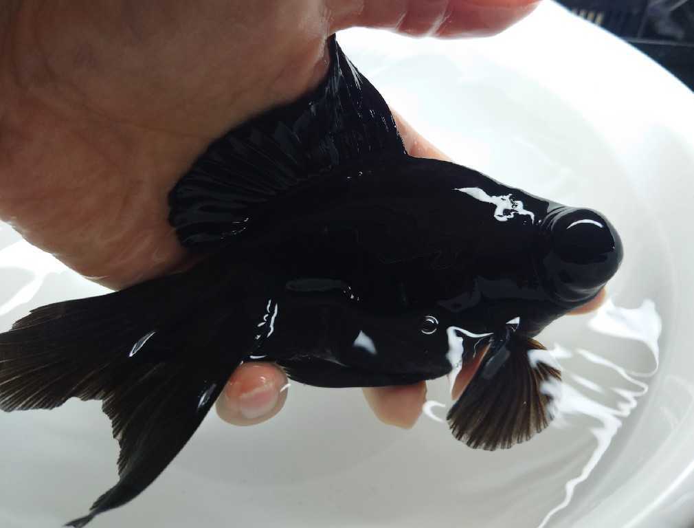 アクアいろ 大サイズ 黒出目金 大きい 水槽 存在感バツグン 約１６センチ前後 同梱包発送 可能 R604 2 金魚 売買されたオークション情報 Yahooの商品情報をアーカイブ公開 オークファン Aucfan Com