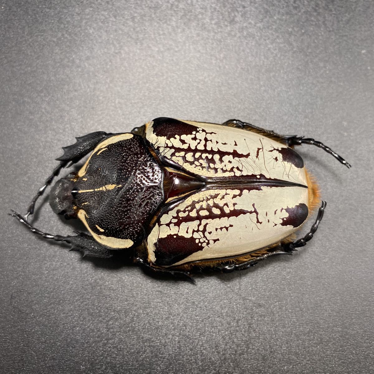 ゴライアスオオツノハナムグリ | 昆虫標本 標本 純白クアドリマキュラ