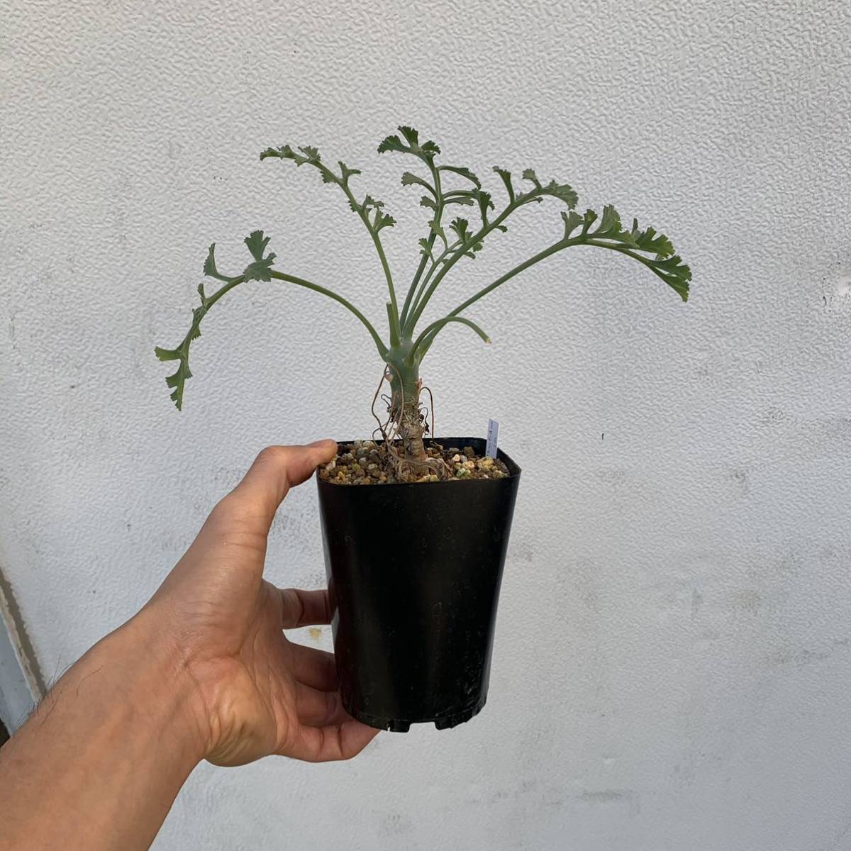 ペラルゴニウム クリズミフォリウム 山伏天狗 pelargonium 