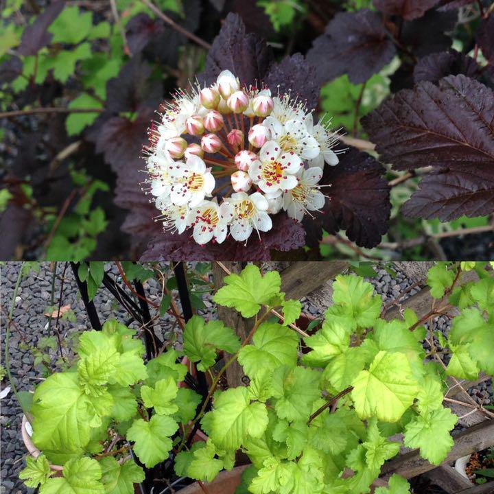 種 10粒 アメリカテマリシモツケ 21 レア 銅葉 緑葉 フィソカルパス 同梱可 花木 庭木 植木 落葉低木 耐寒性強 第4種郵便73円送 種 売買されたオークション情報 Yahooの商品情報をアーカイブ公開 オークファン Aucfan Com