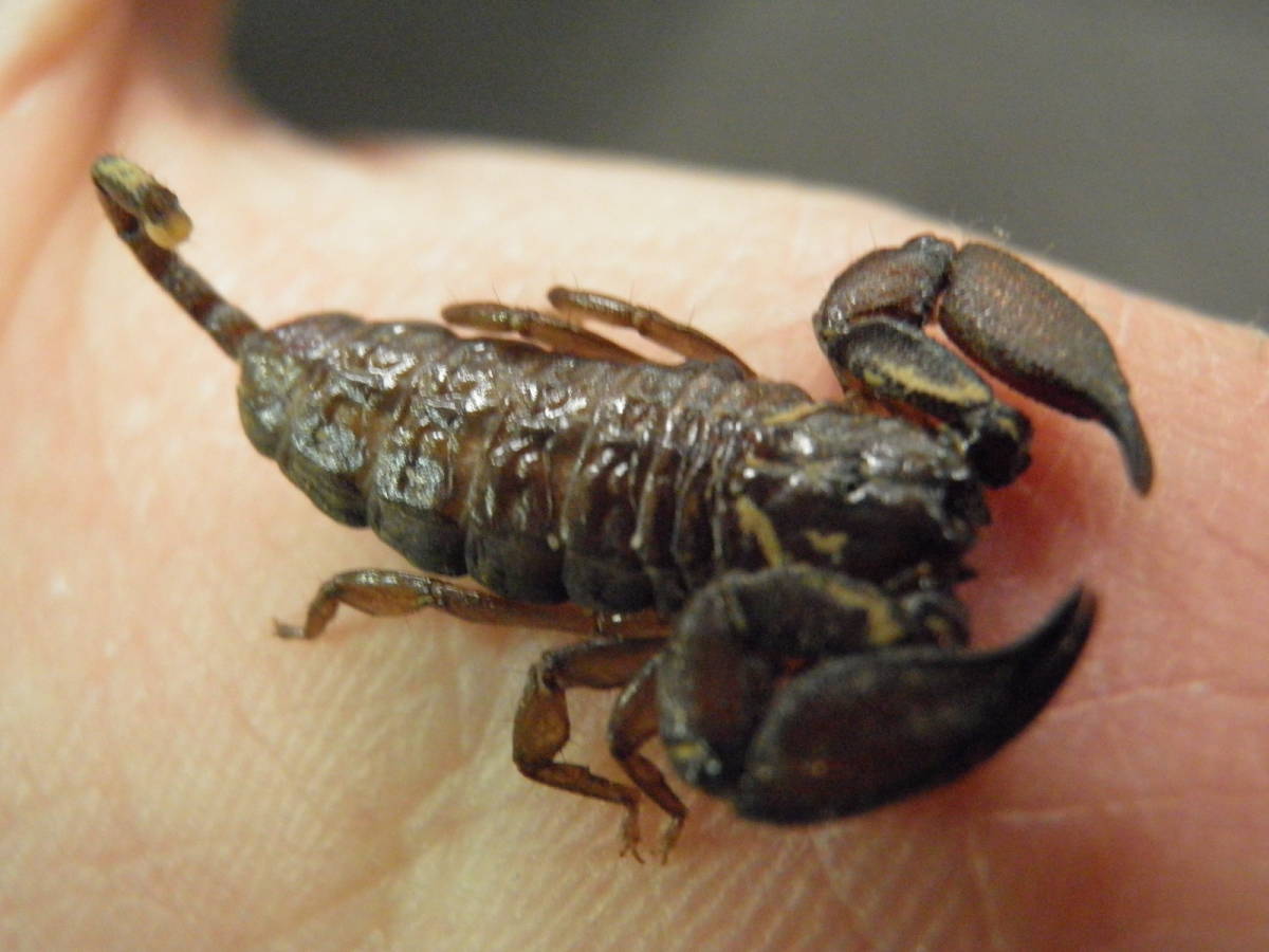 西表島産 ヤエヤマサソリ L Ll 繁殖可能サイズ サソリ スコーピオン From Scratch 虫類 売買されたオークション情報 Yahooの商品情報をアーカイブ公開 オークファン Aucfan Com