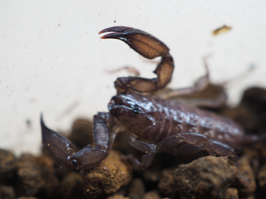 西表島産 ヤエヤマサソリ L Ll 繁殖可能サイズ サソリ スコーピオン From Scratch 虫類 売買されたオークション情報 Yahooの商品情報をアーカイブ公開 オークファン Aucfan Com