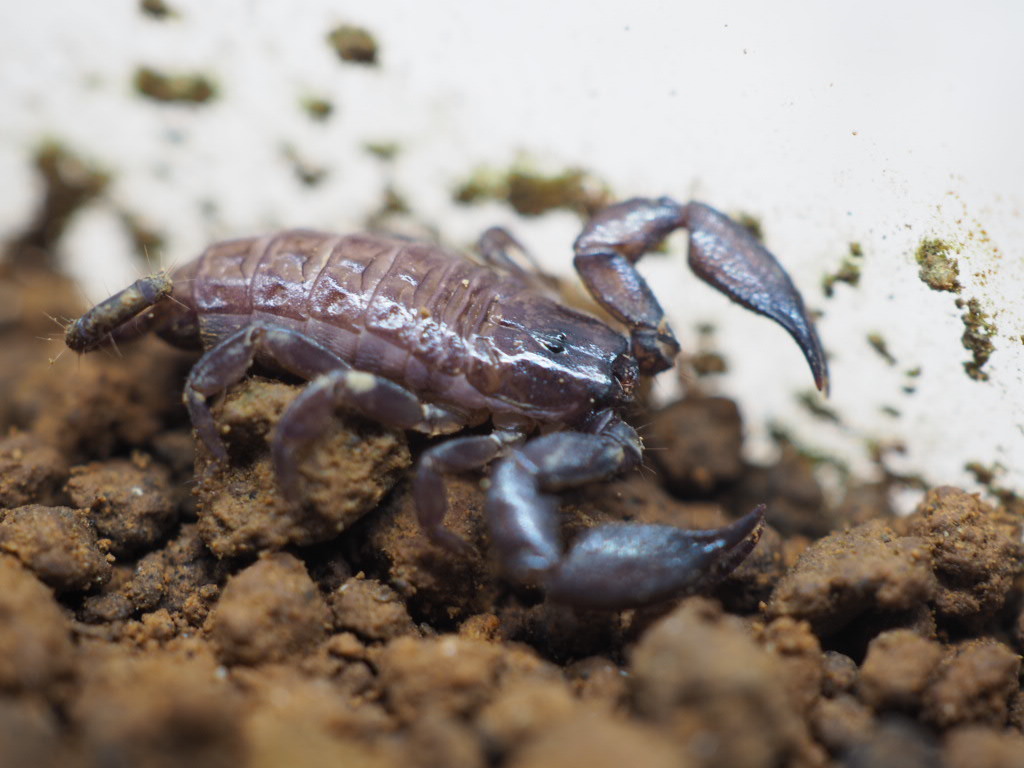 西表島産 ヤエヤマサソリ L Ll 繁殖可能サイズ サソリ スコーピオン From Scratch 虫類 売買されたオークション情報 Yahooの商品情報をアーカイブ公開 オークファン Aucfan Com