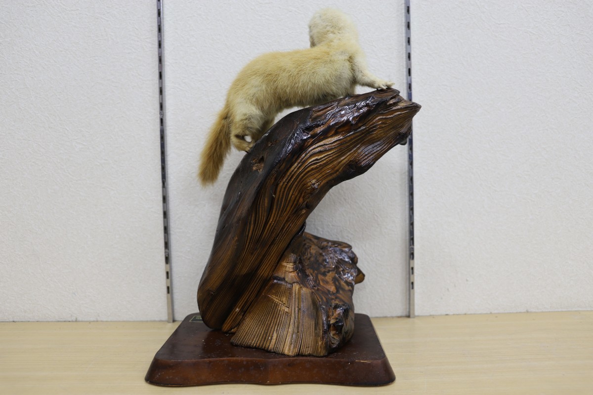 天然テンの剥製 天然テンの剥製 天然テンの剥製 剥製 テンの剥製 希少品