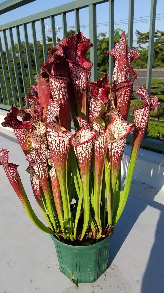 サラセニア レウコフィラ 太 その他 売買されたオークション情報 Yahooの商品情報をアーカイブ公開 オークファン Aucfan Com