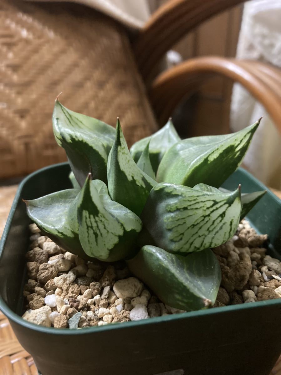 ハオルチア 多肉植物 - Succulent and Cactus カクタスニシ | B型