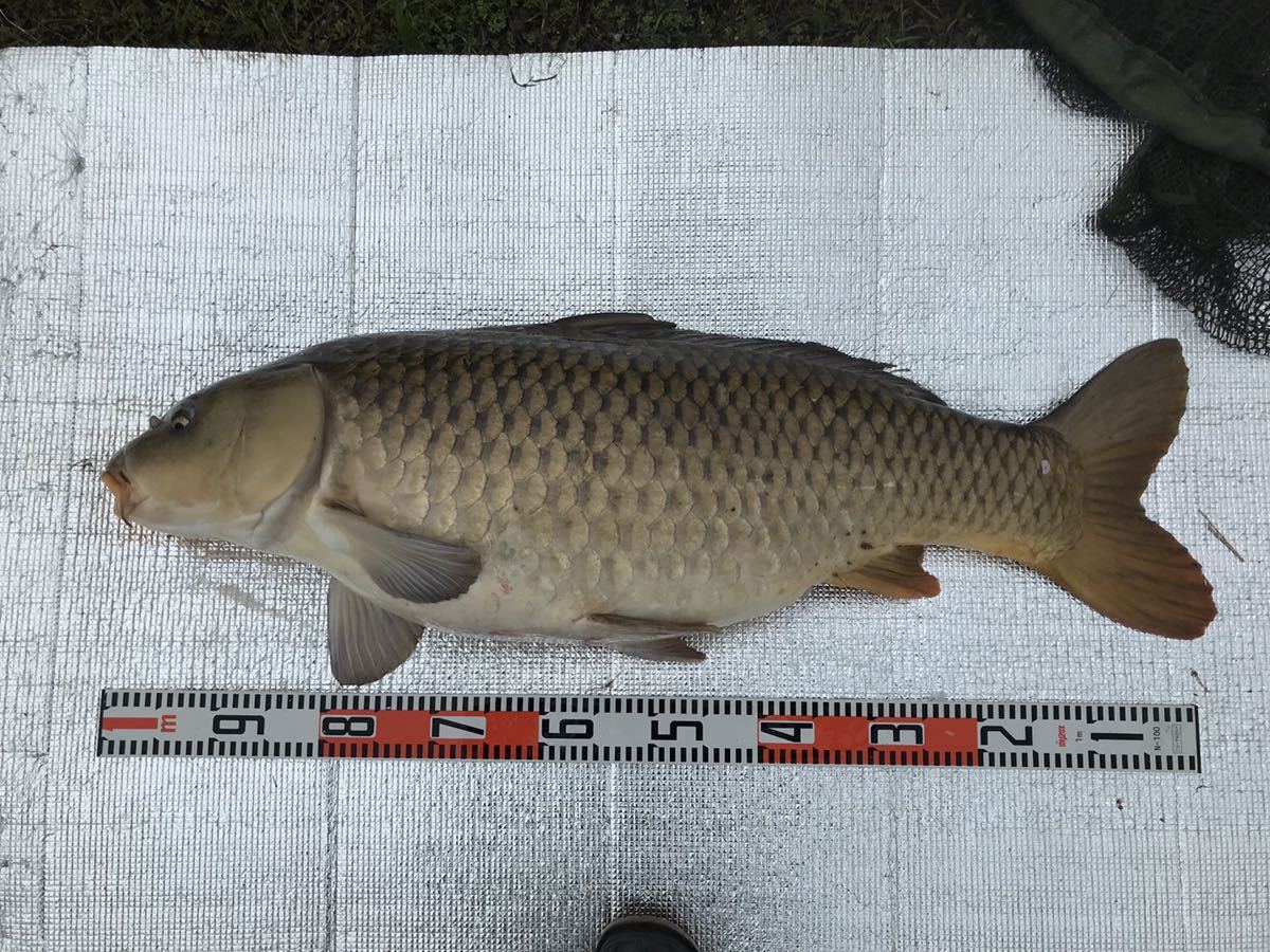 大型狙えます 鯉釣り 餌 喰わせペレット15 800g 送料210円 カープフィッシング 配合餌 売買されたオークション情報 Yahooの商品情報をアーカイブ公開 オークファン Aucfan Com