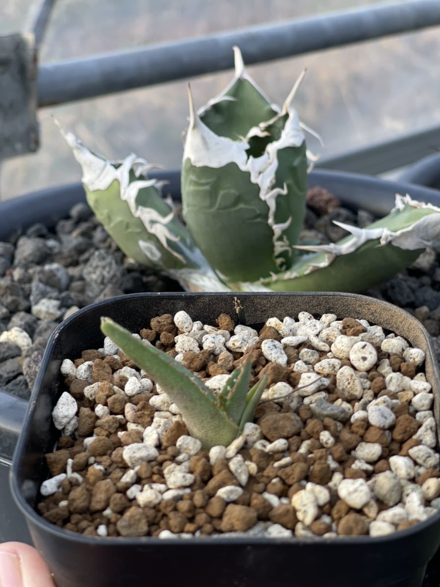 Z4 アガベ チタノタ 星空 子株 G103588806 - アガベ割引