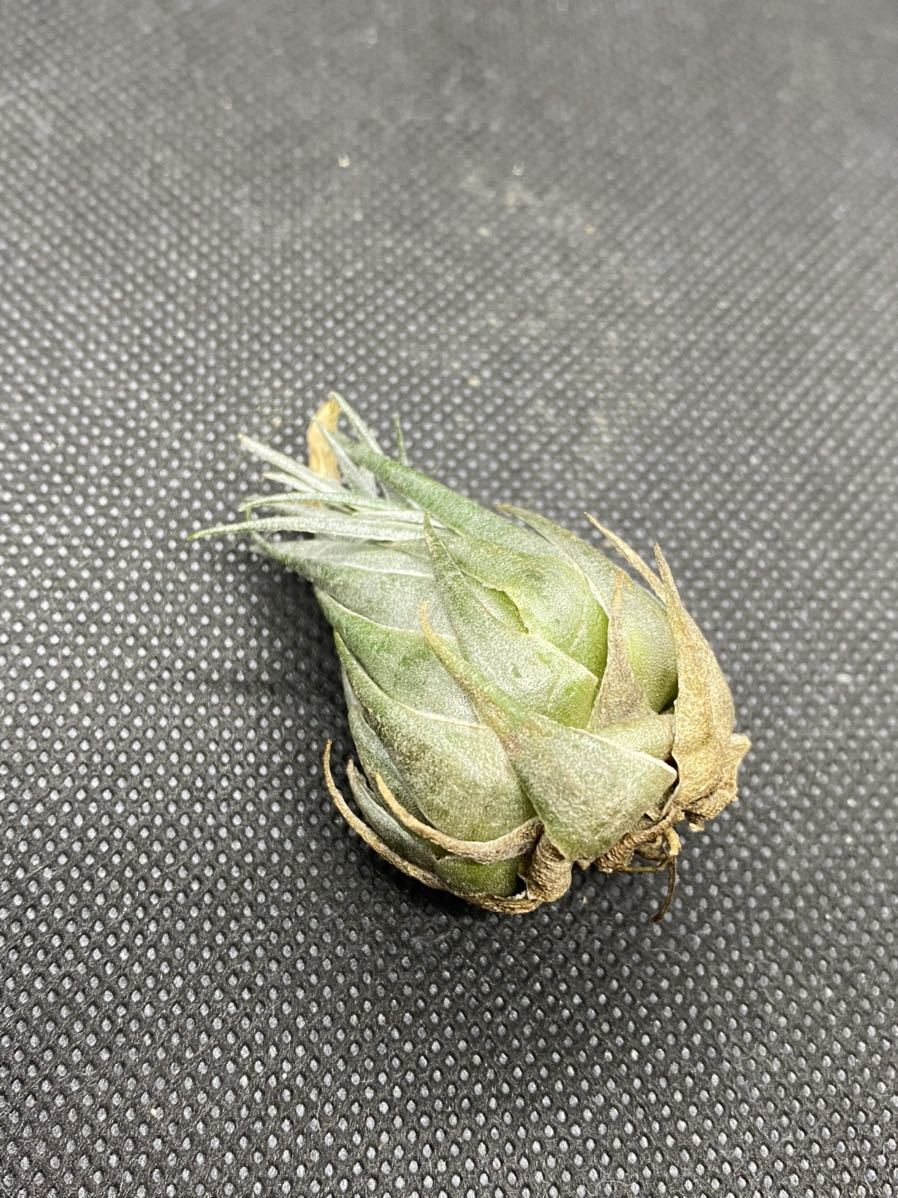 Tillandsia Kautskyi ティランジア　カウツキー