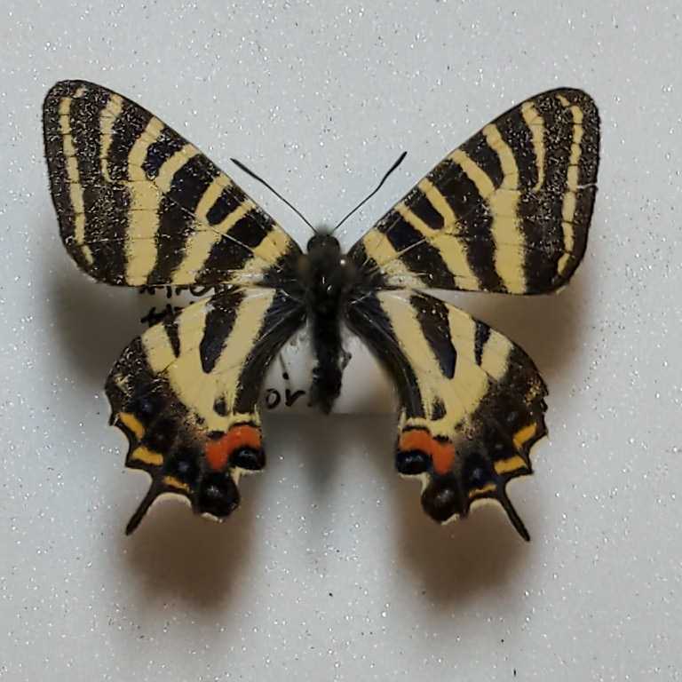 東京都八王子市産　ギフチョウ 蝶国産標本 ギフチョウ 新潟県中頸城郡妙高高原町 五八木 ♂1 (虫類