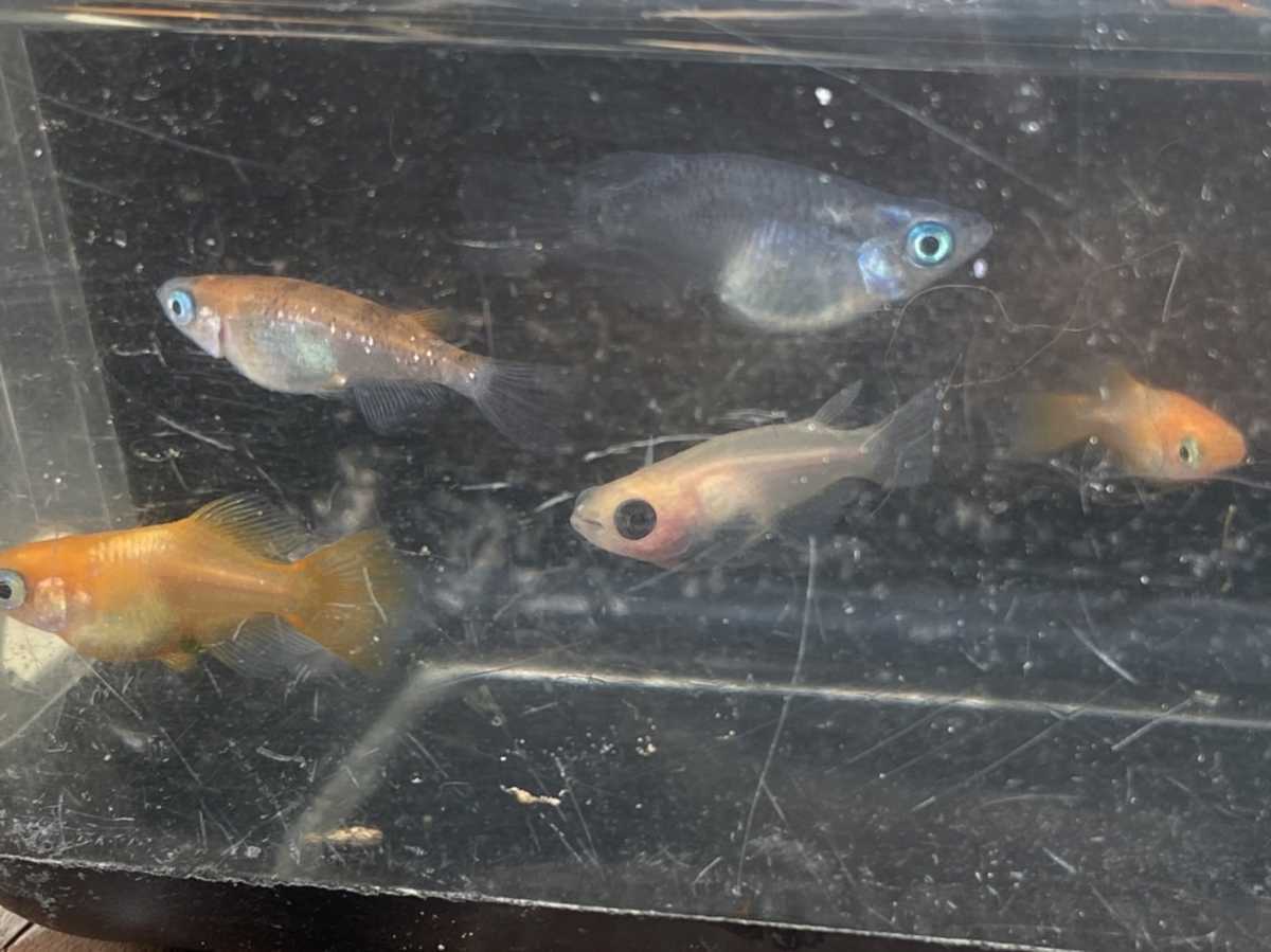 かわいいダルマ盛り ダルマめだか 5匹 改良メダカ 高級めだか 楊貴妃 出目パンダ 幹之 めだか 売買されたオークション情報 Yahooの商品情報をアーカイブ公開 オークファン Aucfan Com