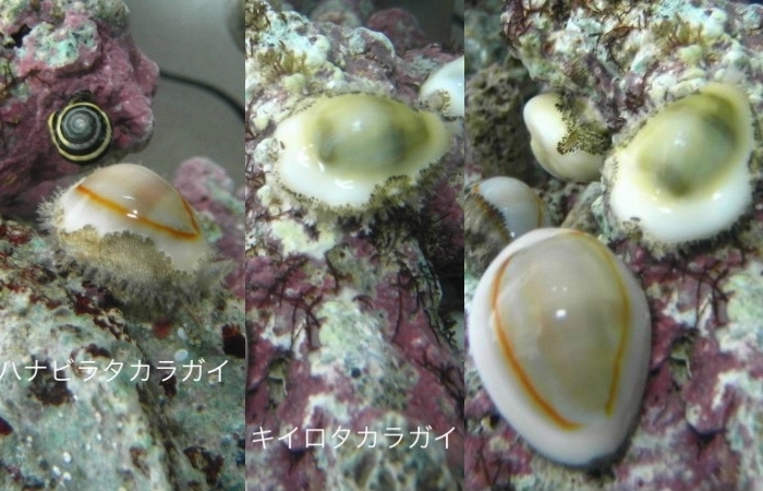 綺麗な タカラガイ 2種 8匹セット 沖縄よりお届け St1 海水魚 売買されたオークション情報 Yahooの商品情報をアーカイブ公開 オークファン Aucfan Com