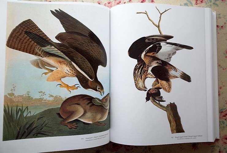 71763/ジョン・ジェームズ・オーデュボン 鳥類画集 Audubon's Birds of