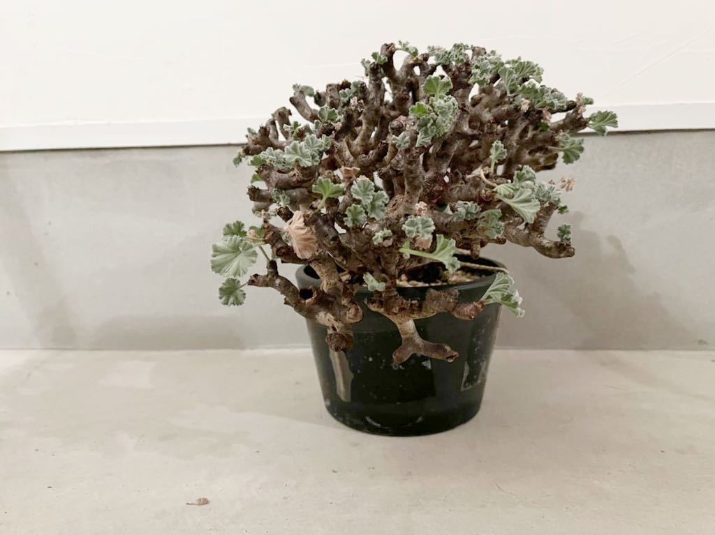 発根済 / ペラルゴニウム ミラビレ / Pelargonium mirabile / 現地球