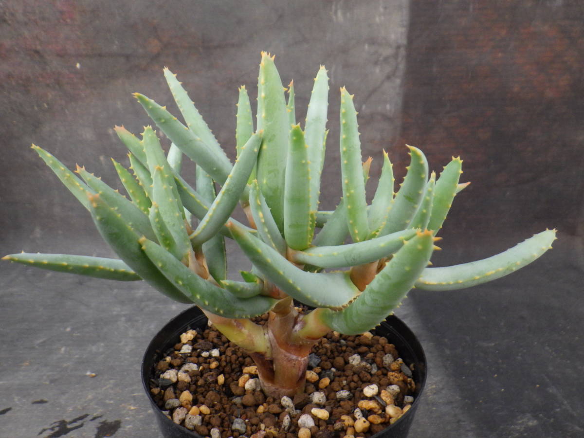 アロエ ラモシシマ 実生株 3.5号鉢植え 6(アロエ)｜売買された